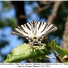 iphiclides podalirius male4